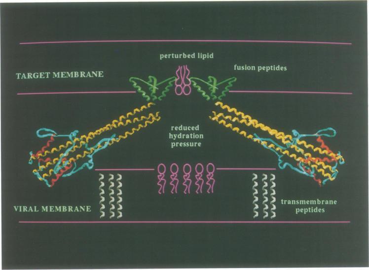https://cdn.ncbi.nlm.nih.gov/pmc/blobs/aef5/394665/07e375037418/emboj00046-0074-a.jpg