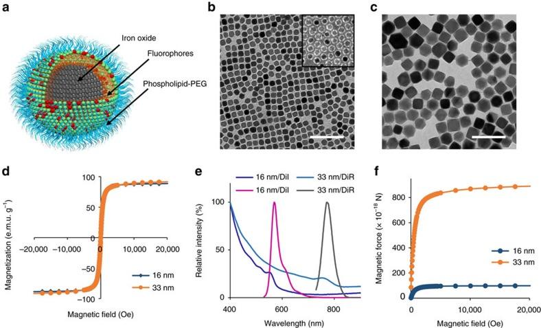https://cdn.ncbi.nlm.nih.gov/pmc/blobs/aef6/5472756/859f002642f2/ncomms15594-f1.jpg