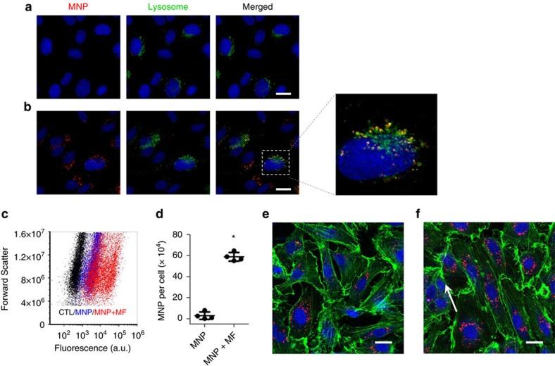 https://cdn.ncbi.nlm.nih.gov/pmc/blobs/aef6/5472756/d1eb721c492d/ncomms15594-f2.jpg