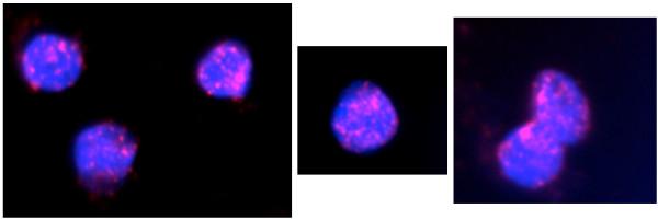 https://cdn.ncbi.nlm.nih.gov/pmc/blobs/aefb/2838849/dd10ea88a6c5/1471-2164-11-141-4.jpg