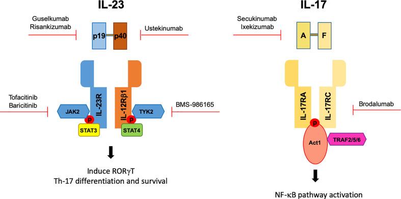 https://cdn.ncbi.nlm.nih.gov/pmc/blobs/aefb/7871349/94d7f79d1249/fimmu-11-596086-g001.jpg