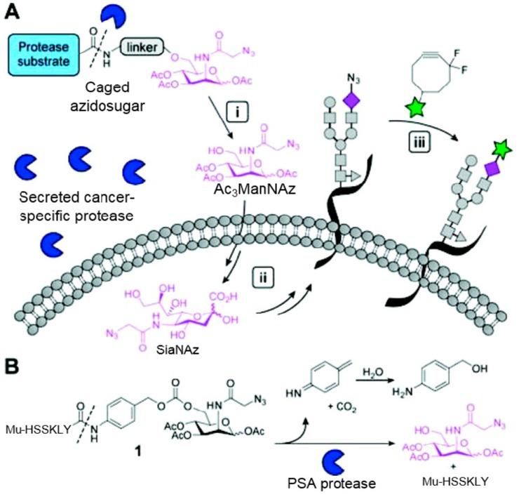 https://cdn.ncbi.nlm.nih.gov/pmc/blobs/af08/6290559/561ed952d937/molecules-20-03190-g008.jpg