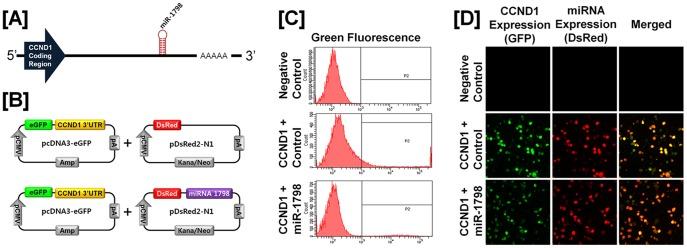 https://cdn.ncbi.nlm.nih.gov/pmc/blobs/af09/3517539/9adba099ff61/pone.0051592.g003.jpg