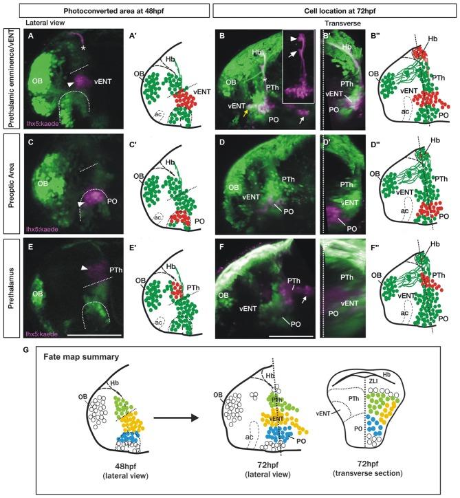 https://cdn.ncbi.nlm.nih.gov/pmc/blobs/af09/4844923/6c6f6abfe152/fncir-10-00030-g0007.jpg