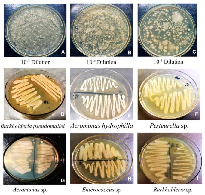 https://cdn.ncbi.nlm.nih.gov/pmc/blobs/af0b/11510893/b385998064a9/plants-13-02875-g001.jpg