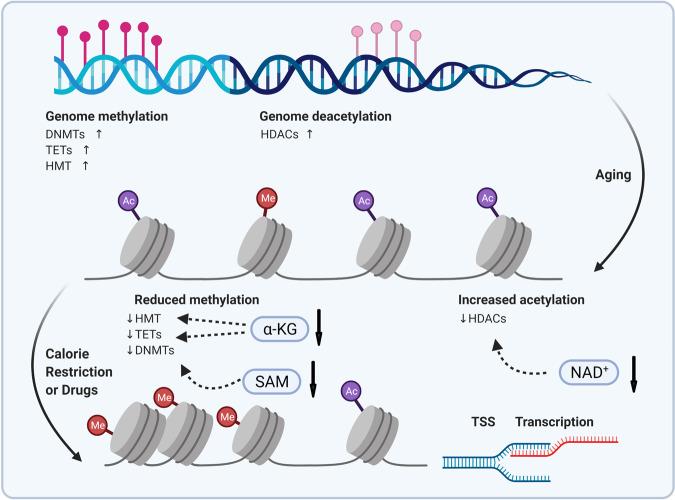 https://cdn.ncbi.nlm.nih.gov/pmc/blobs/af0b/8236488/38c60614dcc6/41392_2021_646_Fig5_HTML.jpg