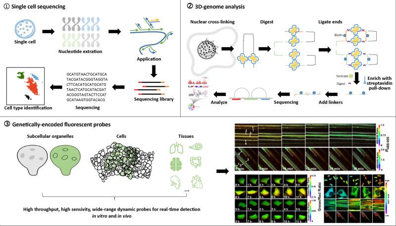 https://cdn.ncbi.nlm.nih.gov/pmc/blobs/af0b/8236488/a4880c07596a/41392_2021_646_Fig8_HTML.jpg