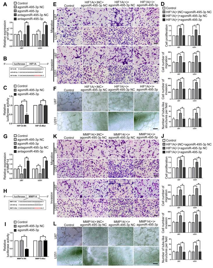 https://cdn.ncbi.nlm.nih.gov/pmc/blobs/af0b/8326132/666b741ad24e/ijbsv17p2912g008.jpg