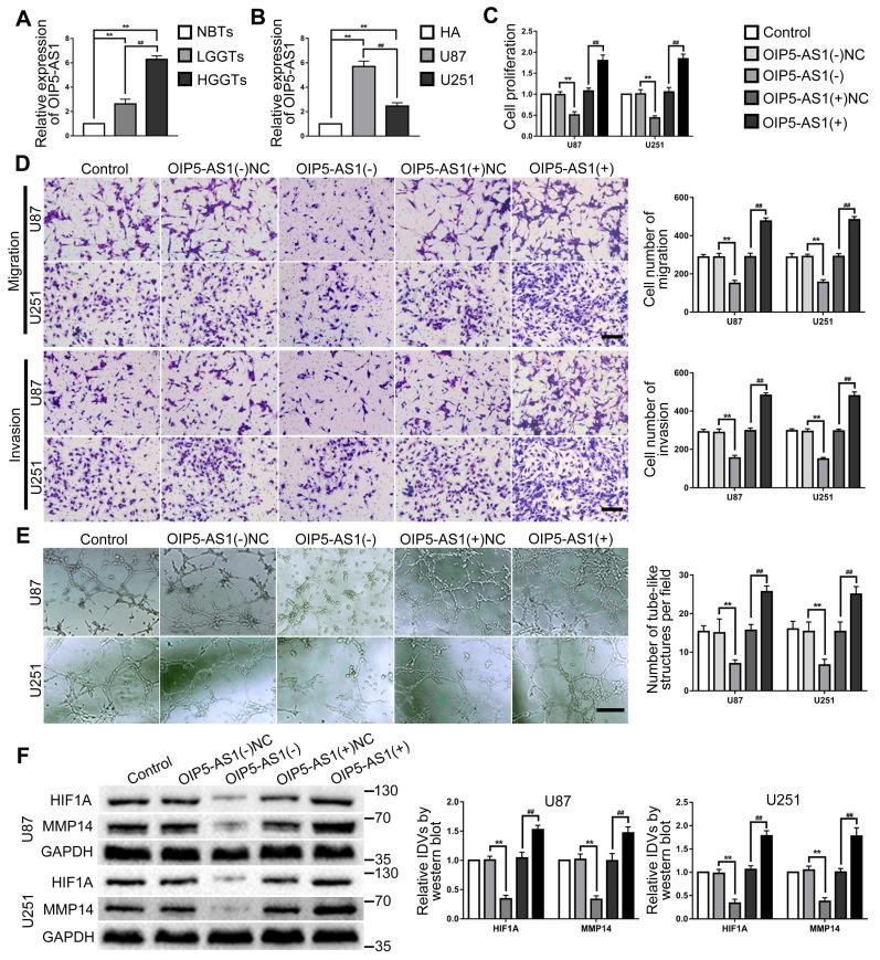 https://cdn.ncbi.nlm.nih.gov/pmc/blobs/af0b/8326132/68fb16357b3b/ijbsv17p2912g004.jpg