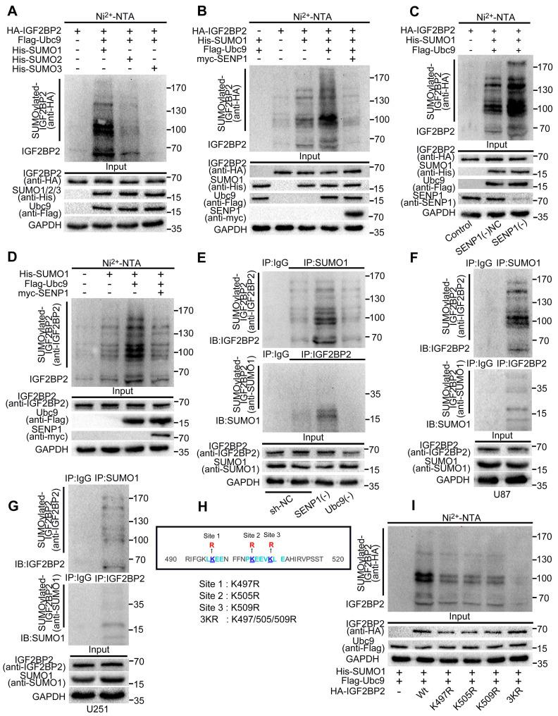 https://cdn.ncbi.nlm.nih.gov/pmc/blobs/af0b/8326132/b7a4350a1a2d/ijbsv17p2912g001.jpg