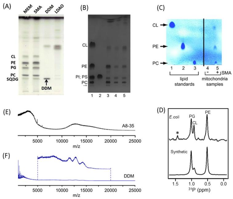 https://cdn.ncbi.nlm.nih.gov/pmc/blobs/af0f/9406181/6ad87216f4e1/biomolecules-12-01076-g007.jpg