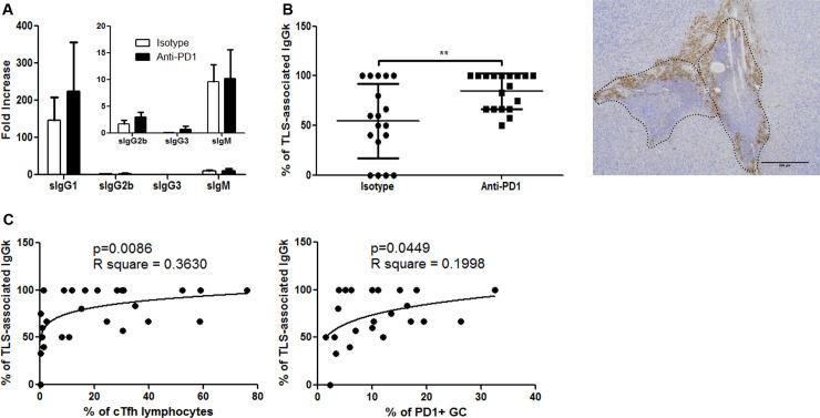 https://cdn.ncbi.nlm.nih.gov/pmc/blobs/af10/7478024/b5d4691cadc2/jitc-2020-001187f07.jpg