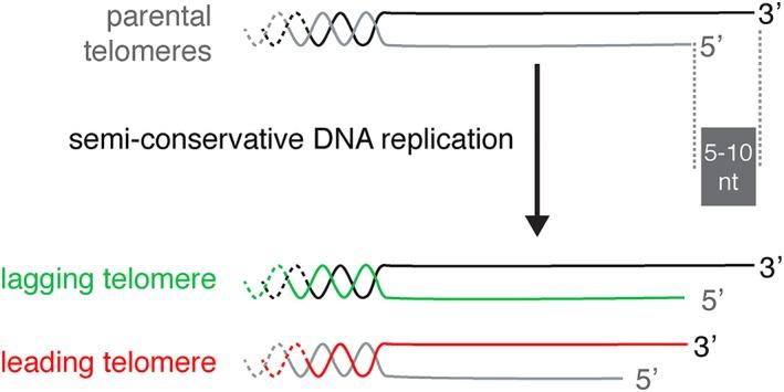 https://cdn.ncbi.nlm.nih.gov/pmc/blobs/af13/6900063/72c9d101c25c/YEA-36-637-g003.jpg