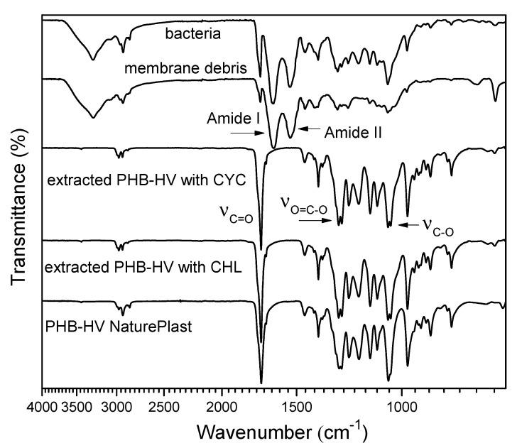 https://cdn.ncbi.nlm.nih.gov/pmc/blobs/af13/8659763/73ce2830caf3/polymers-13-04163-g005.jpg