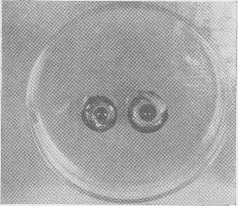 https://cdn.ncbi.nlm.nih.gov/pmc/blobs/af15/1614655/5f58e09700ef/vetsci00346-0023-b.jpg