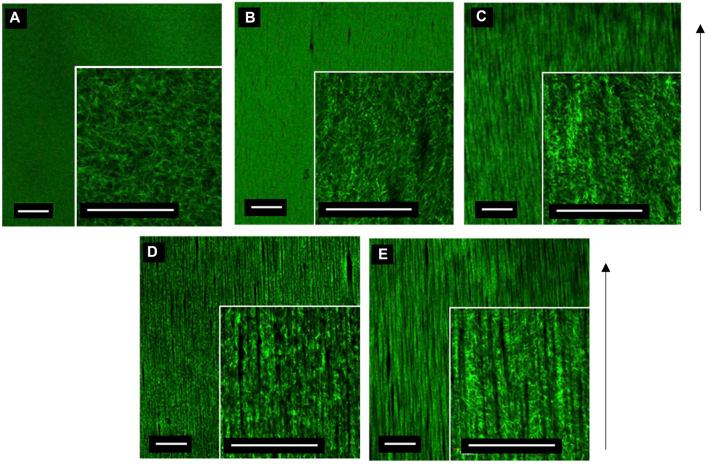 https://cdn.ncbi.nlm.nih.gov/pmc/blobs/af15/8968910/2a21bb824861/fbioe-10-797437-g005.jpg