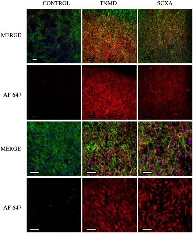 https://cdn.ncbi.nlm.nih.gov/pmc/blobs/af15/8968910/2d45b2e85fb1/fbioe-10-797437-g009.jpg