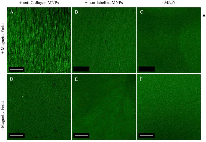 https://cdn.ncbi.nlm.nih.gov/pmc/blobs/af15/8968910/90e2214d7786/fbioe-10-797437-g003.jpg