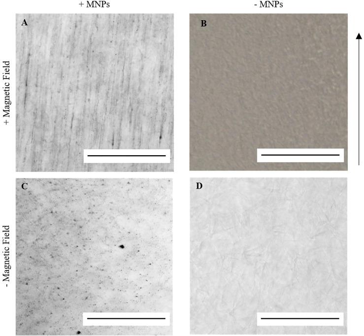 https://cdn.ncbi.nlm.nih.gov/pmc/blobs/af15/8968910/b28998ea2bbe/fbioe-10-797437-g002.jpg