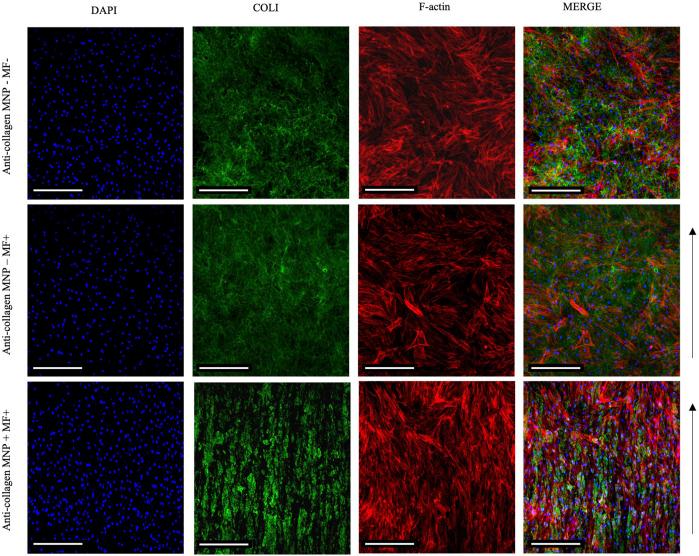 https://cdn.ncbi.nlm.nih.gov/pmc/blobs/af15/8968910/c7b85992693d/fbioe-10-797437-g007.jpg