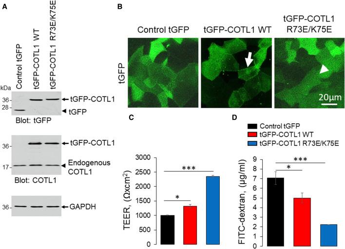 https://cdn.ncbi.nlm.nih.gov/pmc/blobs/af16/11260685/8ad51068d995/fcell-12-1405454-g008.jpg
