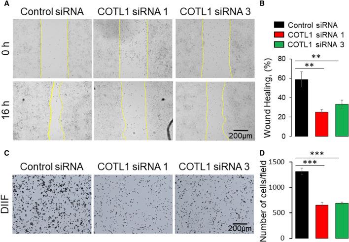 https://cdn.ncbi.nlm.nih.gov/pmc/blobs/af16/11260685/9539d8b6a008/fcell-12-1405454-g007.jpg