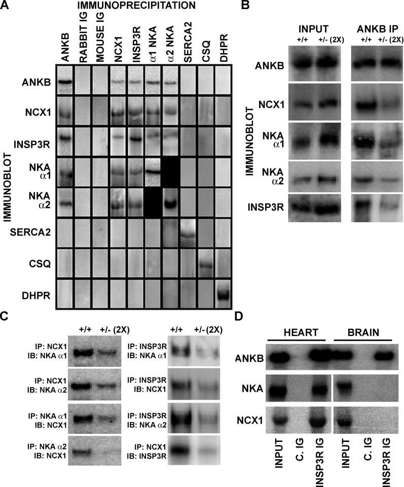 https://cdn.ncbi.nlm.nih.gov/pmc/blobs/af17/1311587/f6d0873ccbfc/pbio.0030423.g004.jpg