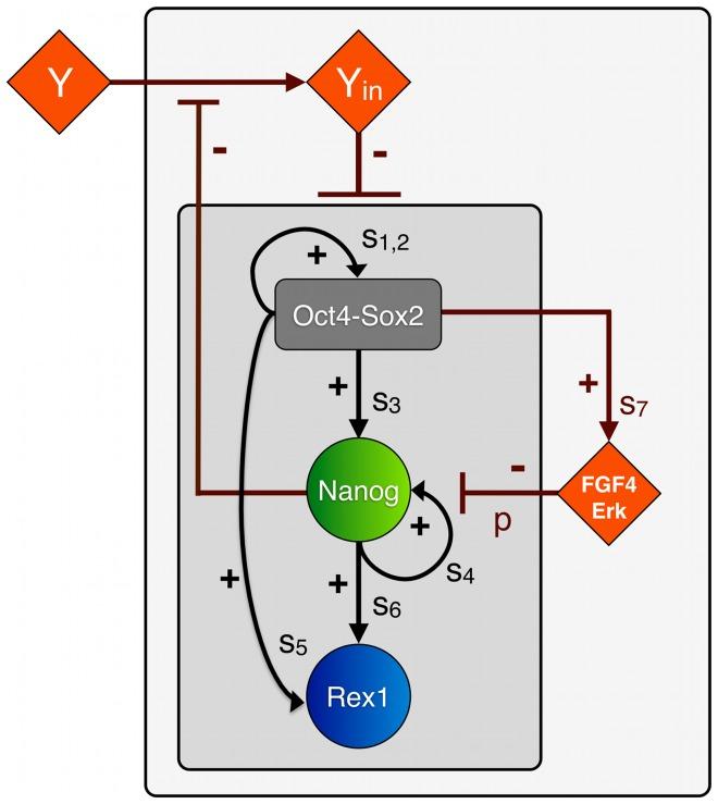https://cdn.ncbi.nlm.nih.gov/pmc/blobs/af1b/3958526/5564220b38fe/pone.0092496.g001.jpg