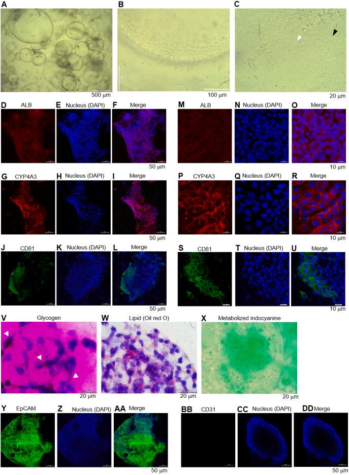 https://cdn.ncbi.nlm.nih.gov/pmc/blobs/af1e/7580584/3f9b13c62132/peerj-08-9968-g005.jpg