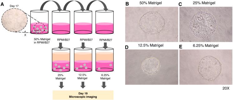 https://cdn.ncbi.nlm.nih.gov/pmc/blobs/af1e/7580584/6b2e6eac48a4/peerj-08-9968-g004.jpg