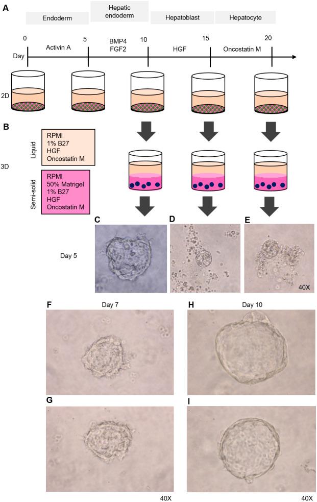 https://cdn.ncbi.nlm.nih.gov/pmc/blobs/af1e/7580584/d5ef4b06f6ef/peerj-08-9968-g002.jpg