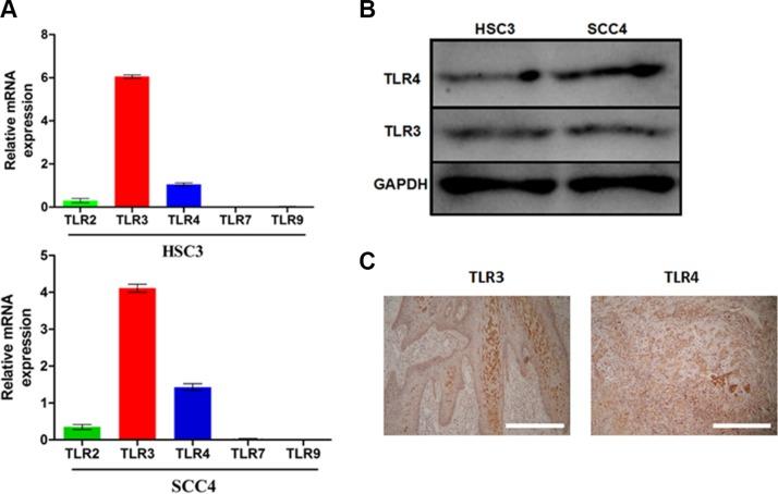 https://cdn.ncbi.nlm.nih.gov/pmc/blobs/af1f/5122348/45f049905a17/oncotarget-07-37773-g001.jpg