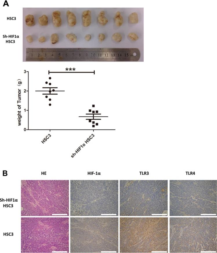 https://cdn.ncbi.nlm.nih.gov/pmc/blobs/af1f/5122348/72c09beb3281/oncotarget-07-37773-g009.jpg