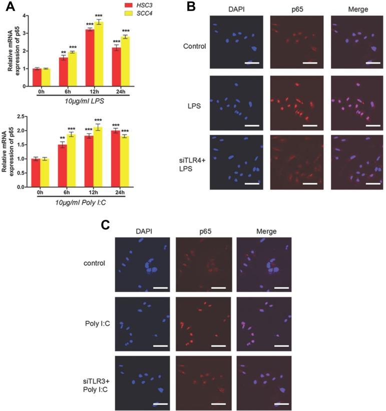 https://cdn.ncbi.nlm.nih.gov/pmc/blobs/af1f/5122348/974a5774e4a7/oncotarget-07-37773-g004.jpg