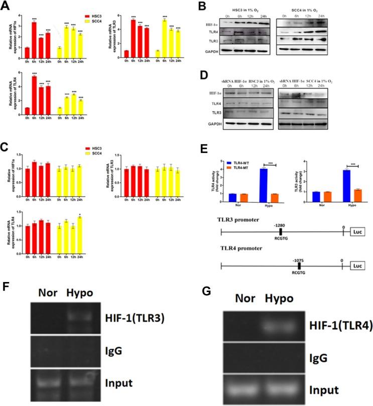 https://cdn.ncbi.nlm.nih.gov/pmc/blobs/af1f/5122348/e1a06667bedd/oncotarget-07-37773-g007.jpg