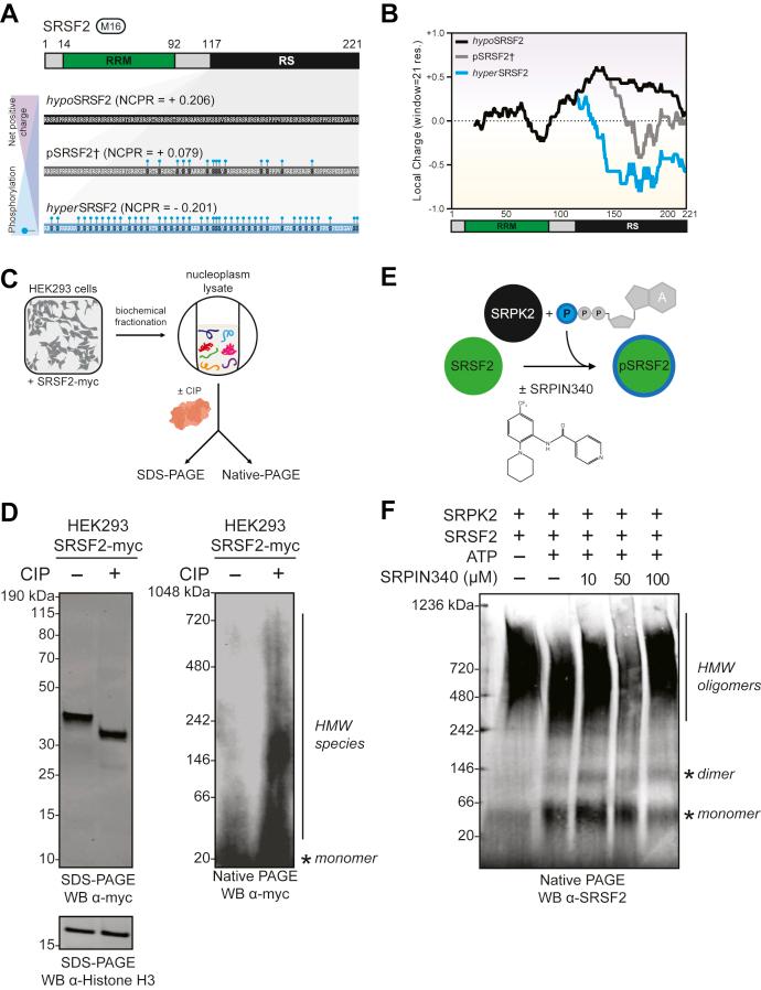 https://cdn.ncbi.nlm.nih.gov/pmc/blobs/af29/8569591/73b8429ff70c/gr4.jpg