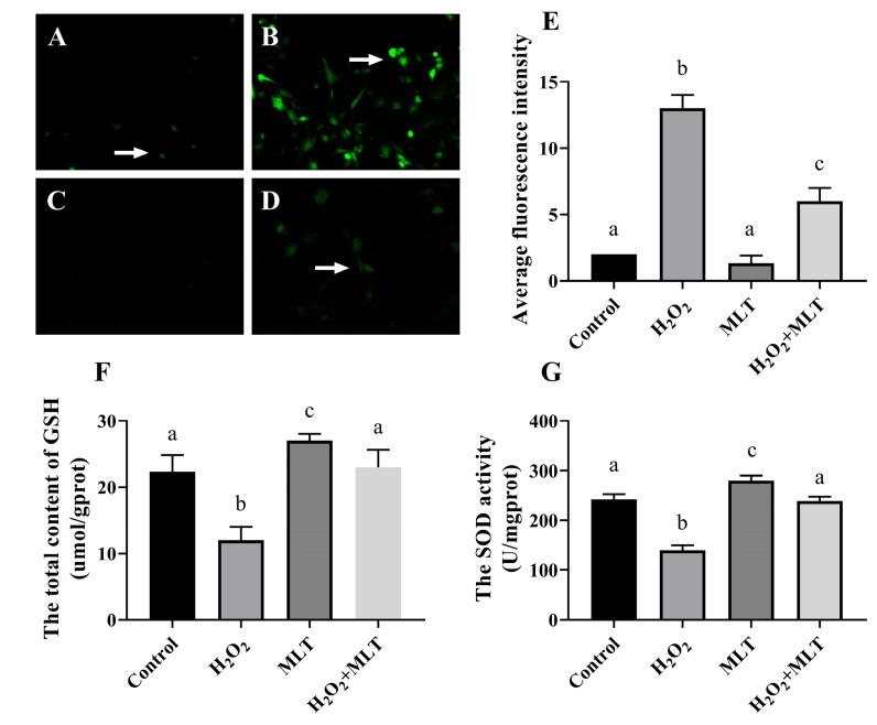 https://cdn.ncbi.nlm.nih.gov/pmc/blobs/af2a/11675259/2b2b6e9010a3/genes-15-01544-g002.jpg