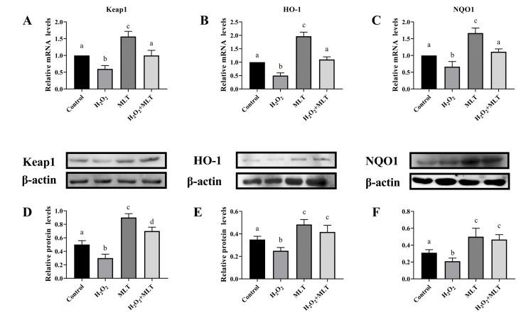 https://cdn.ncbi.nlm.nih.gov/pmc/blobs/af2a/11675259/8e5834328906/genes-15-01544-g003.jpg