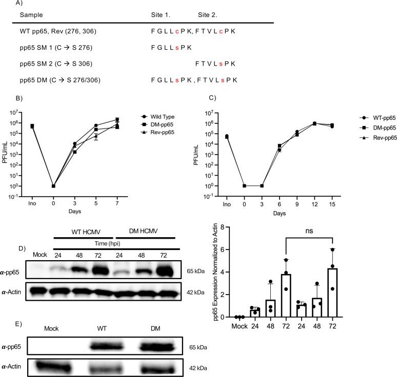 https://cdn.ncbi.nlm.nih.gov/pmc/blobs/af2a/12090748/d6f5f3bb2f2b/jvi.00481-25.f002.jpg