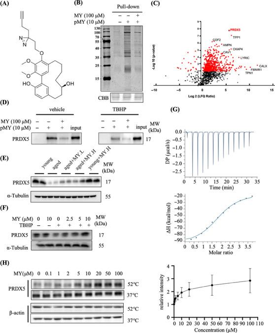 https://cdn.ncbi.nlm.nih.gov/pmc/blobs/af2c/11167181/277666187873/MCO2-5-e566-g006.jpg