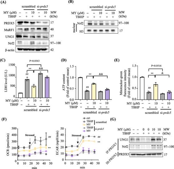 https://cdn.ncbi.nlm.nih.gov/pmc/blobs/af2c/11167181/27c73693aa31/MCO2-5-e566-g007.jpg