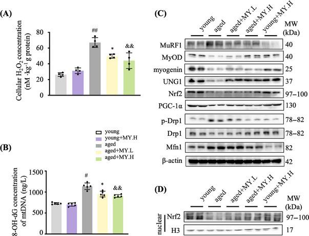 https://cdn.ncbi.nlm.nih.gov/pmc/blobs/af2c/11167181/8c19ed70fe18/MCO2-5-e566-g001.jpg