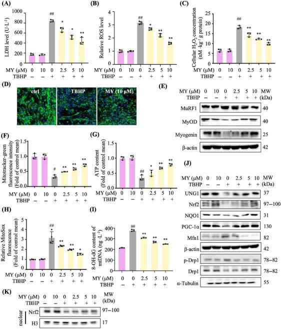 https://cdn.ncbi.nlm.nih.gov/pmc/blobs/af2c/11167181/995fd08eeee1/MCO2-5-e566-g003.jpg