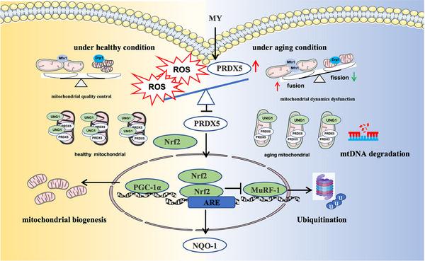https://cdn.ncbi.nlm.nih.gov/pmc/blobs/af2c/11167181/f752be5b381c/MCO2-5-e566-g008.jpg