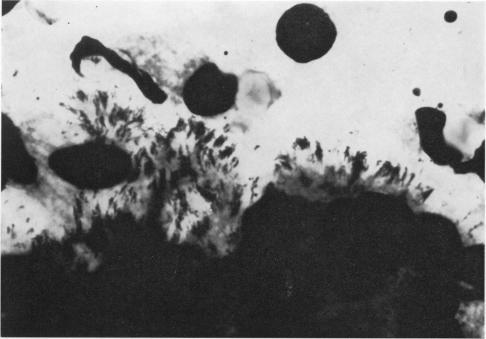 https://cdn.ncbi.nlm.nih.gov/pmc/blobs/af2d/2130201/a0b24de33f9a/jhyg00085-0023-a.jpg