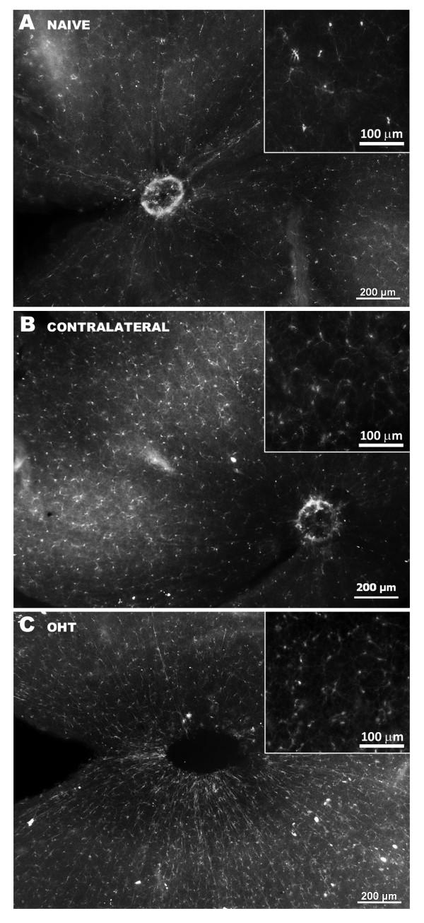 https://cdn.ncbi.nlm.nih.gov/pmc/blobs/af34/3410794/6a9dea8e49ac/1742-2094-9-92-7.jpg