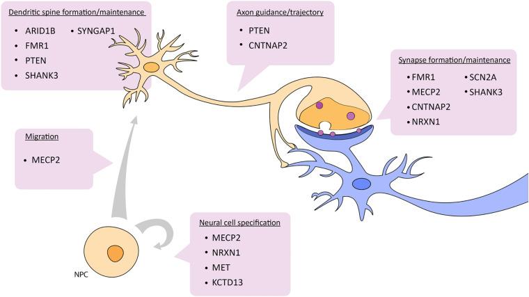 https://cdn.ncbi.nlm.nih.gov/pmc/blobs/af36/7686559/653461f366d1/fnmol-13-575575-g002.jpg