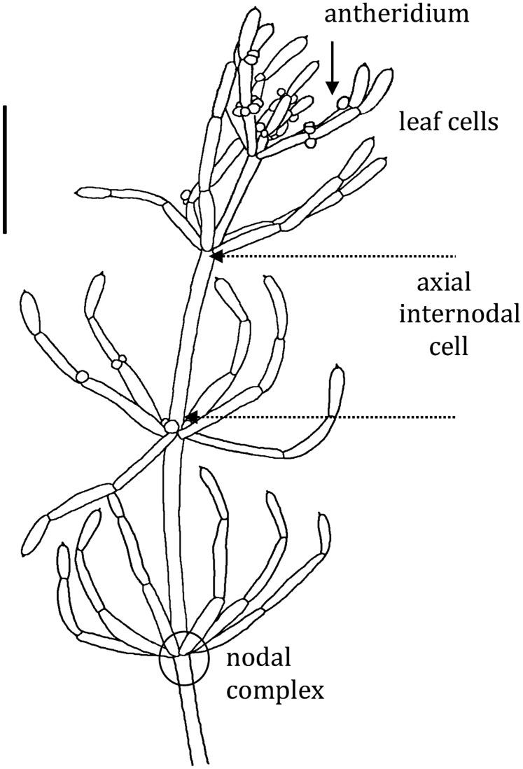 https://cdn.ncbi.nlm.nih.gov/pmc/blobs/af37/4412000/33399051d960/fpls-06-00226-g001.jpg