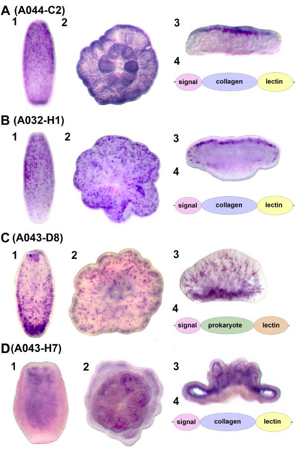 https://cdn.ncbi.nlm.nih.gov/pmc/blobs/af38/2629781/5f699b469369/1471-2164-9-540-4.jpg