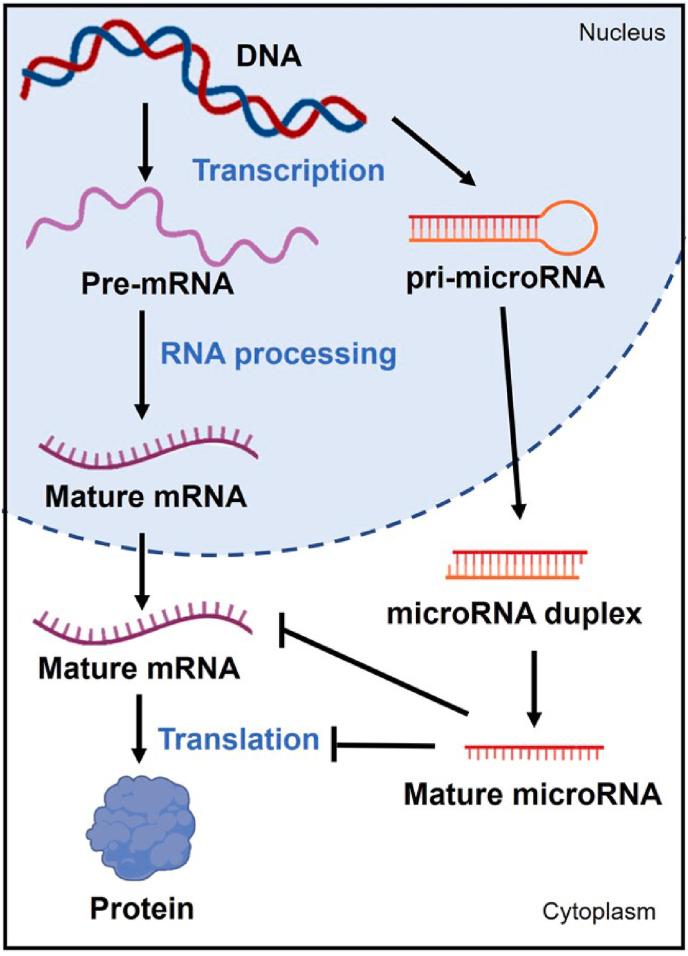 https://cdn.ncbi.nlm.nih.gov/pmc/blobs/af3d/11893309/63812f1c7be0/gr2.jpg